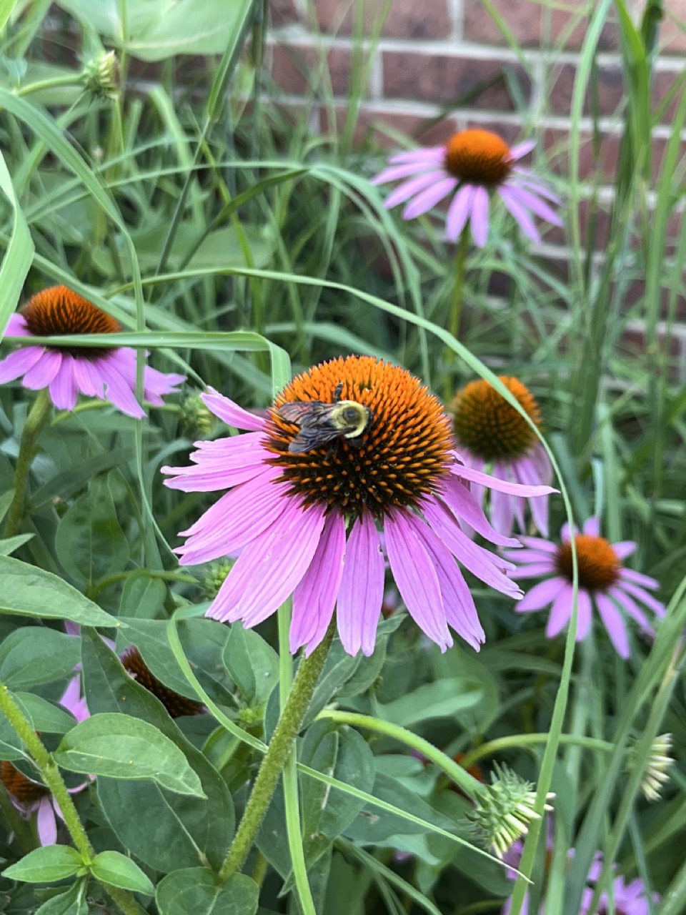 Photo of Echinacea flower.